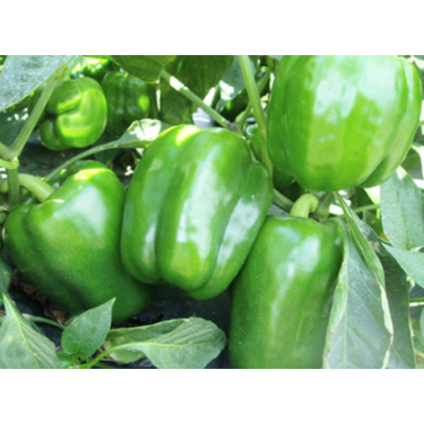 BELL PEPPER GREEN