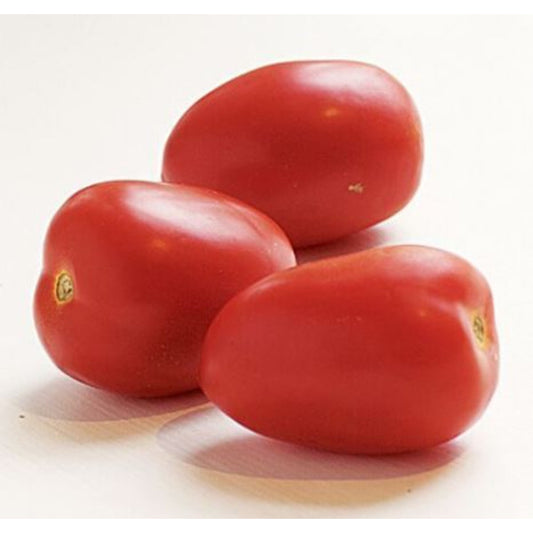 TOMATO ROMA